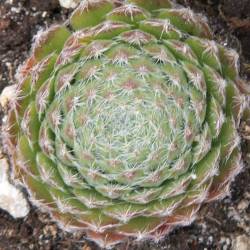 Sempervivum - Dachwurz - Hauswurz